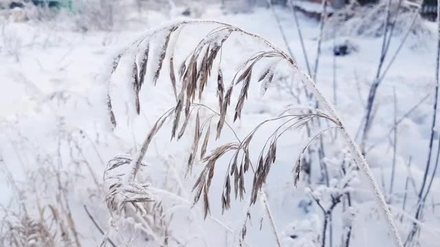 覆盖着霜的干草在风中摇摆。冬天下雪的背景视频素材