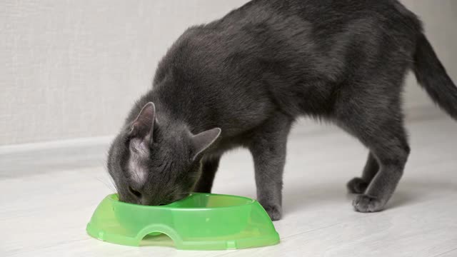 饥饿的灰猫从一个绿色的碗里吃东西，用爪子拿食物视频素材