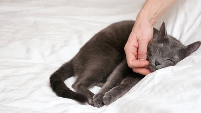 男人的手抚摸着一只熟睡的灰猫视频素材