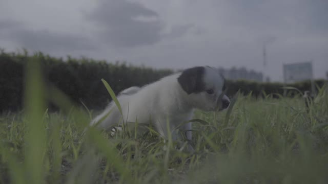 可爱的小狗在草地上玩耍的照片视频素材