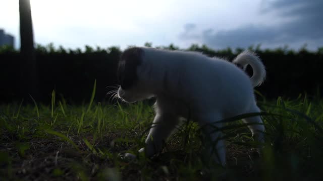 可爱的小狗在草地上玩耍的照片视频素材