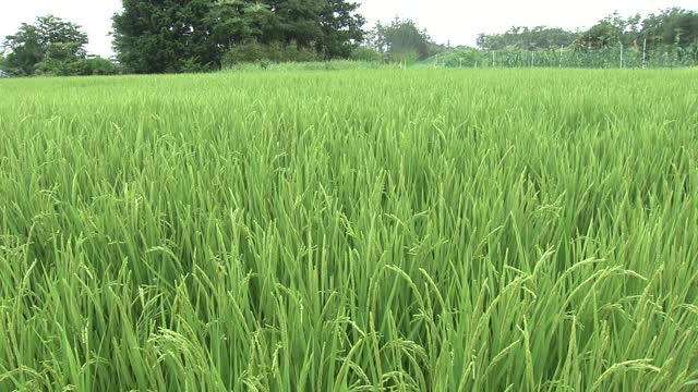 绿色稻田和泉水，山梨县，日本视频素材