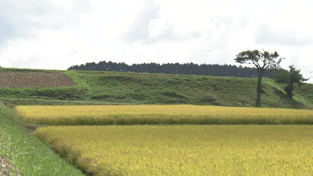 黄金稻田和蜻蜓，山梨县，日本视频素材