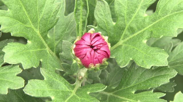 CU，菊花芽，山梨县，日本视频素材