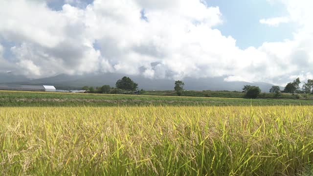 黄金稻田和日本山梨县Yatsugatake山视频素材