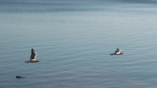 海鸥的生活是在日落时的大海里。视频素材