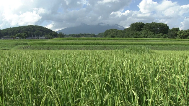 日本山梨县绿稻田和Yatsugatake山视频素材