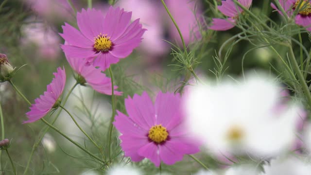 CU，粉色和白色宇宙，山梨县，日本视频素材