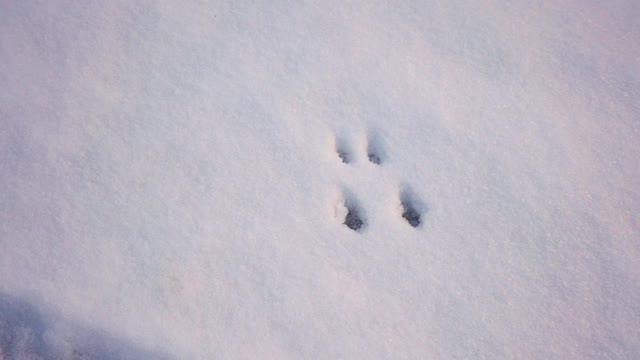 冬天雪地上的动物脚印视频下载