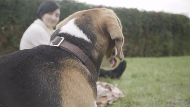 侧视图特写的快乐可爱的小猎犬在春天或秋天公园环顾四周与模糊的年轻白种人妇女坐在背景。国内宠物在户外视频素材