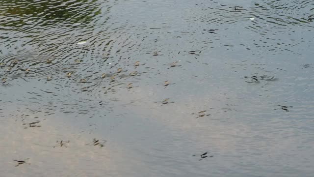 水黾，池塘溜冰者视频素材