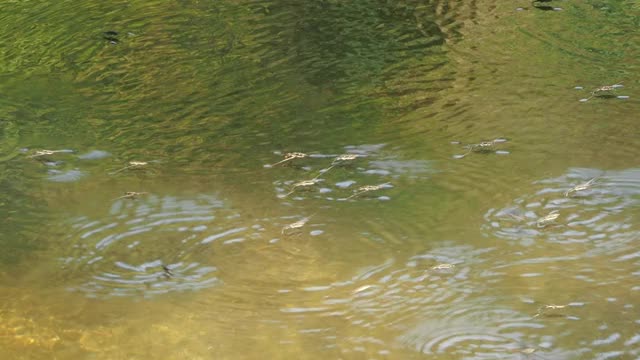 水黾，池塘溜冰者视频素材