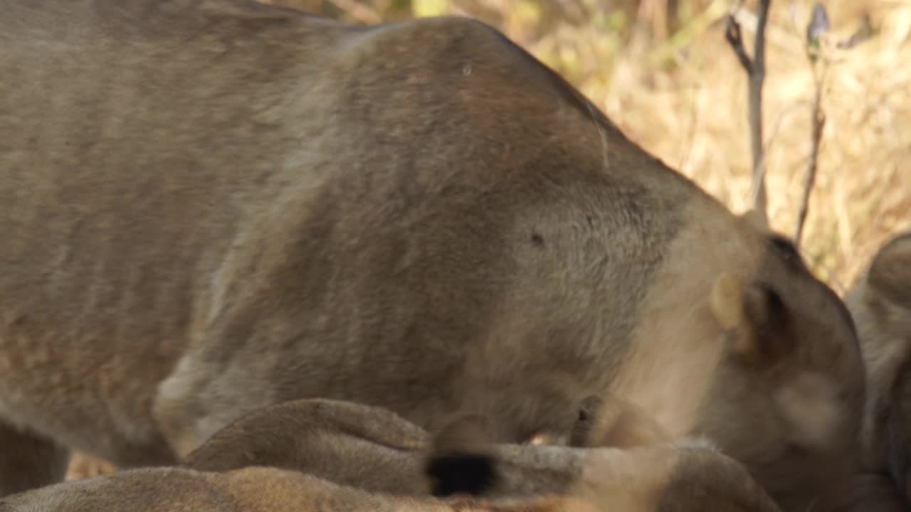 非洲狮子正在捕食猎物视频素材