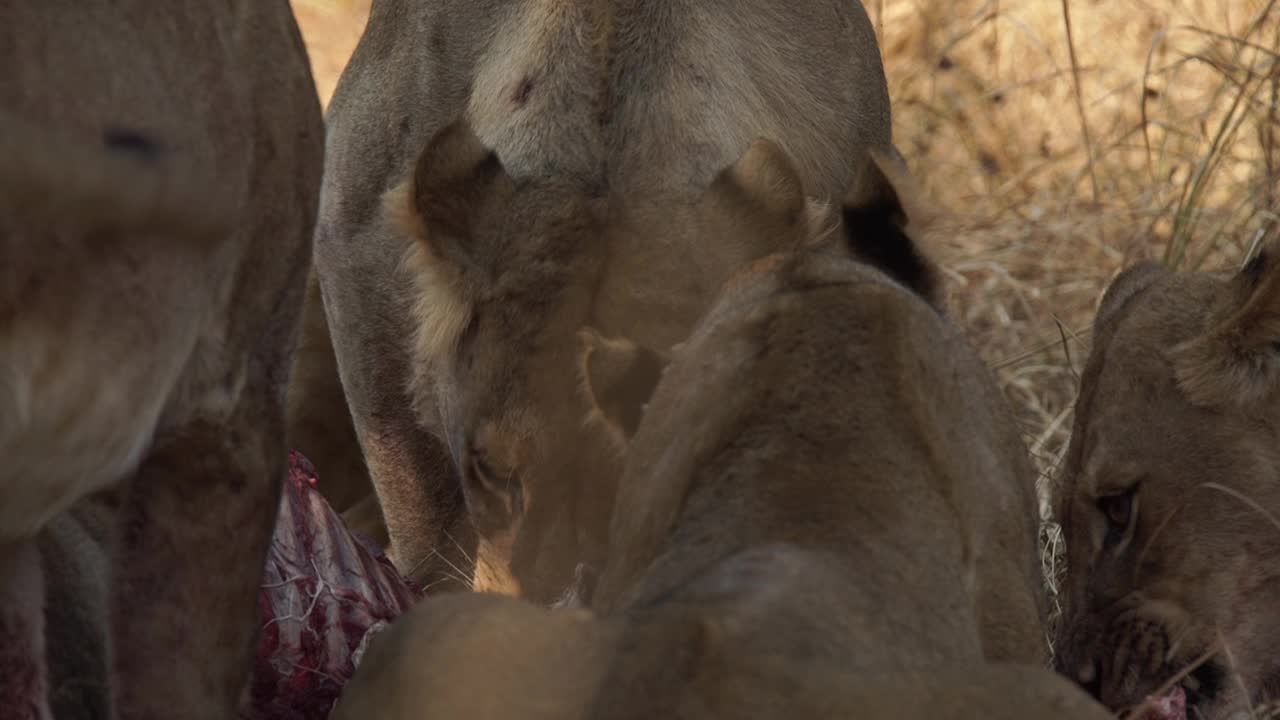 非洲狮子正在捕食猎物视频素材