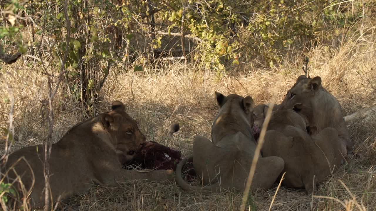 非洲狮子正在捕食猎物视频素材