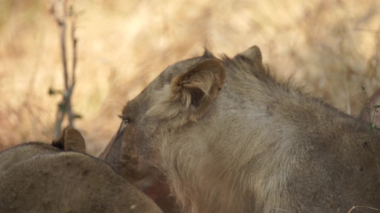 非洲狮子正在捕食猎物视频素材