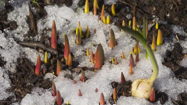 延时拍摄融化的雪视频素材