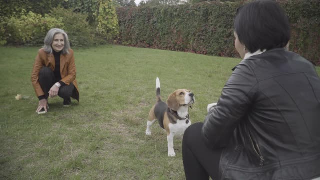 在年轻的白人妇女扔球给狗和可爱的小猎犬带回玩具的肩膀上射击。正灰头发的资深女士坐在驼背在后台笑视频素材