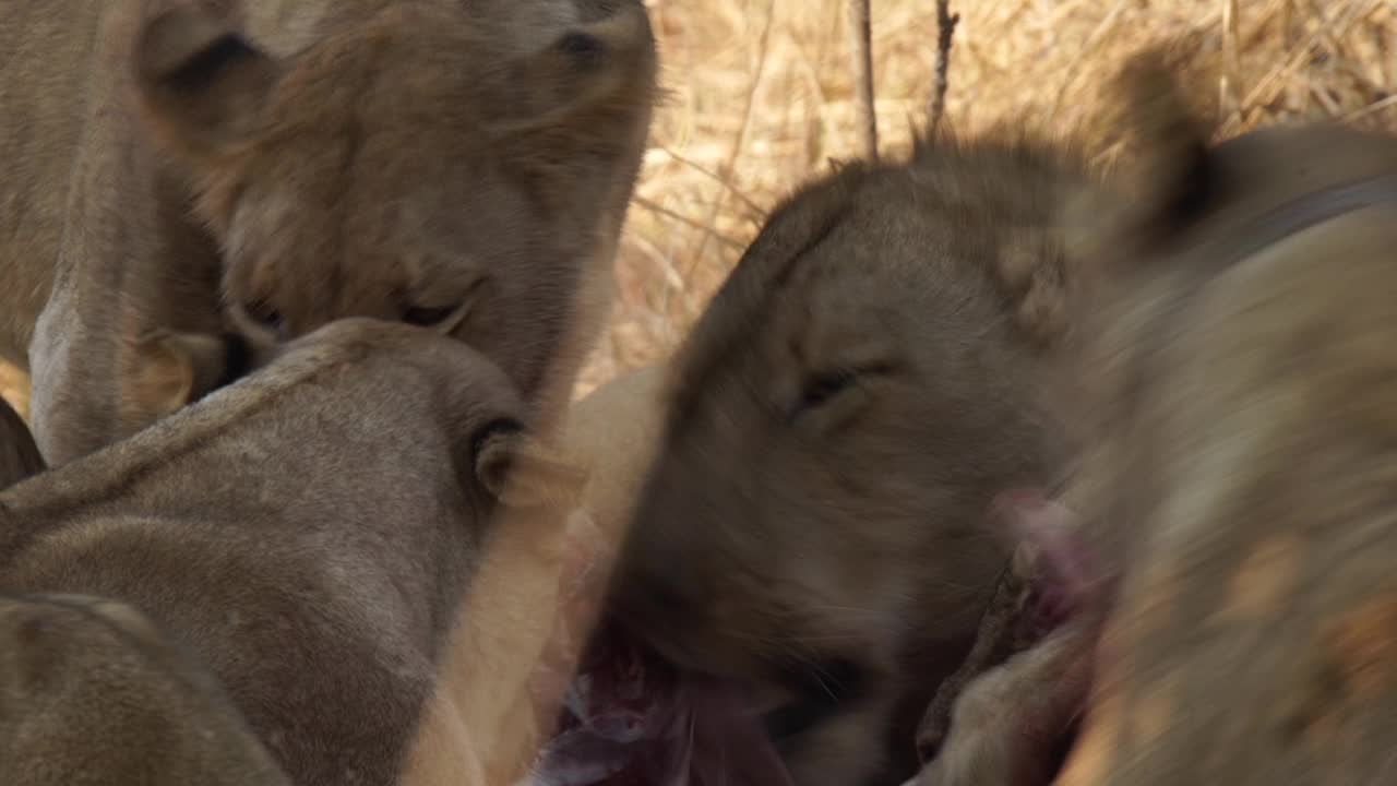 非洲狮子正在捕食猎物视频素材