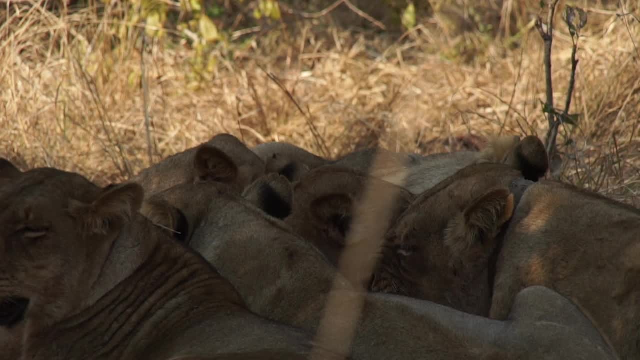 非洲狮子正在捕食猎物视频素材