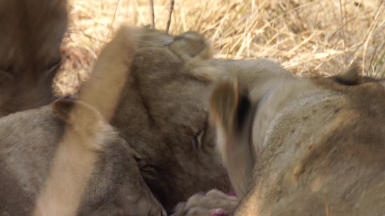 非洲狮子正在捕食猎物视频素材