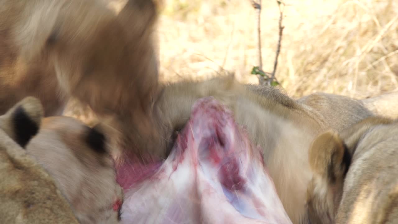 非洲狮子正在捕食猎物视频素材