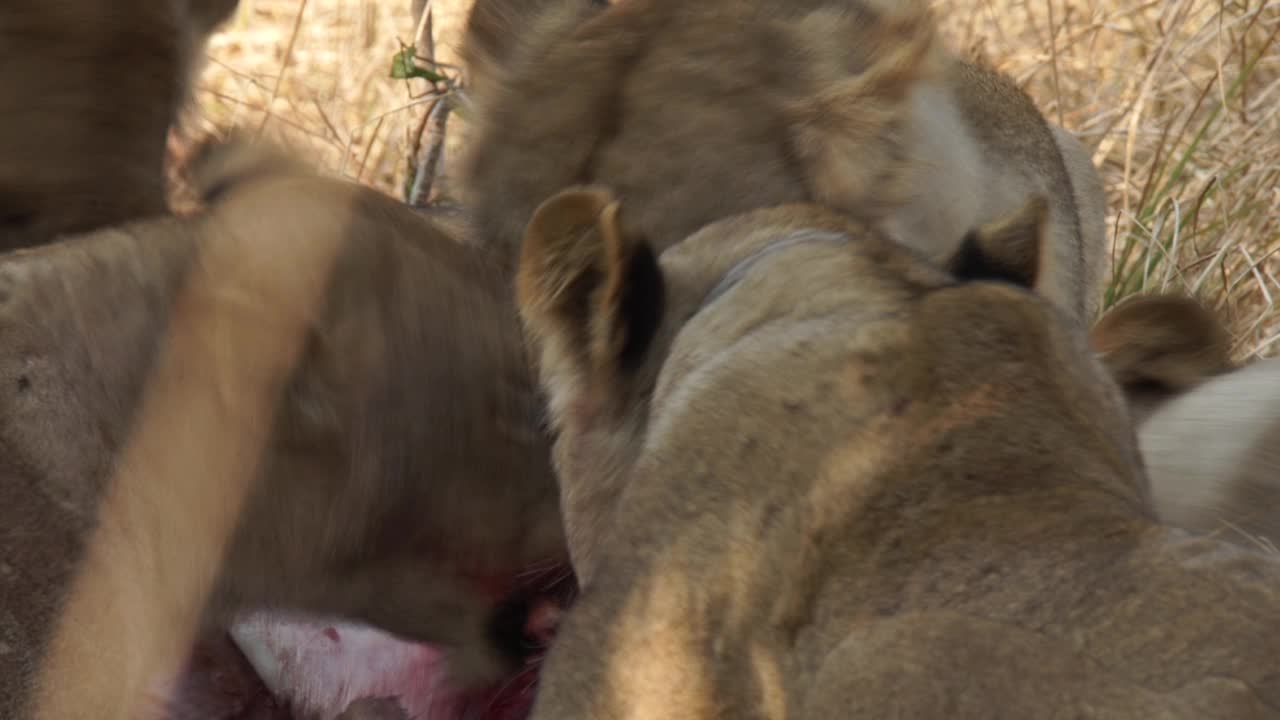 非洲狮子正在捕食猎物视频素材