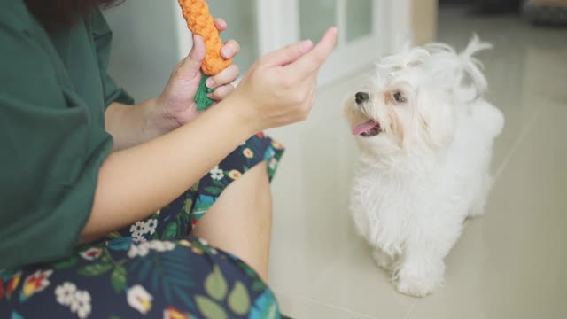 一个年轻女子在和白色的马尔他小狗玩耍视频素材