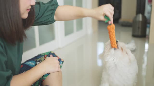 一个年轻女子在和白色的马尔他小狗玩耍视频下载