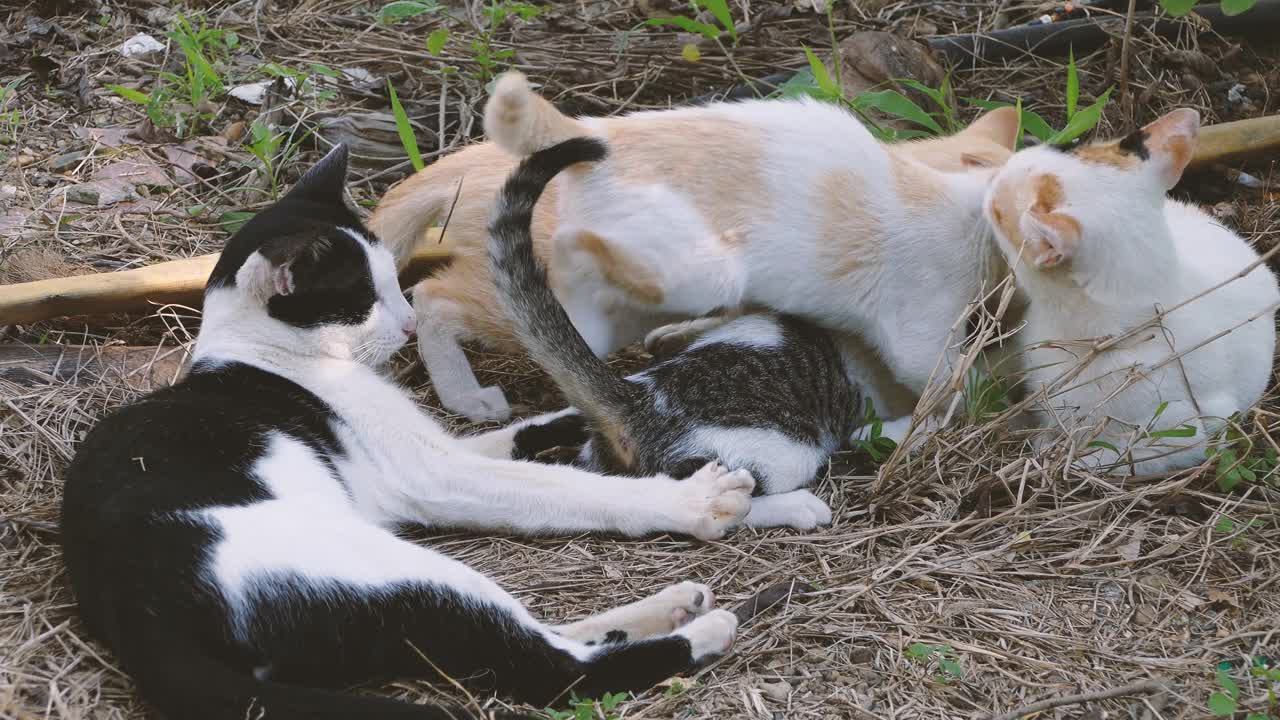 猫妈妈母乳喂养视频素材