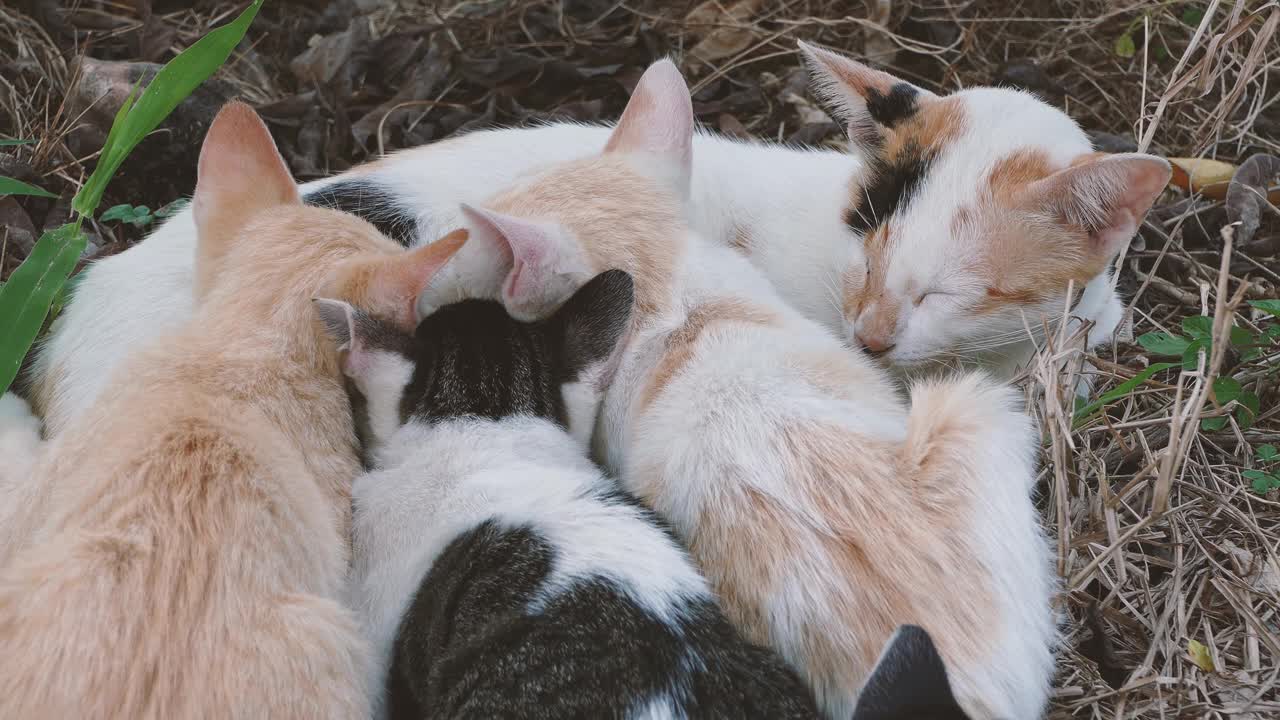 猫妈妈母乳喂养视频素材