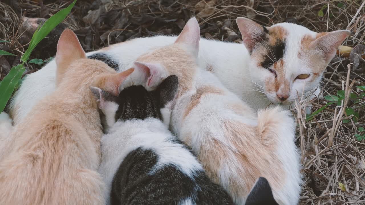 猫妈妈母乳喂养视频素材