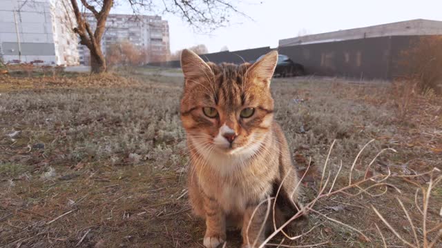 流浪猫在街上用爪子拍下了镜头，饥饿的流浪猫视频素材