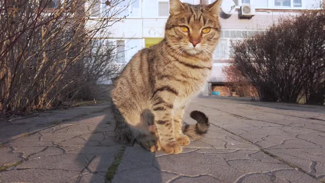 好奇的灰色无家可归的猫看起来很有趣的相机在冬天的街道，日落视频素材