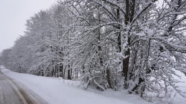 乡间小路穿过一片白雪皑皑的森林，很多雪，树木在雪地里，乡间小路，冬天的故事视频素材