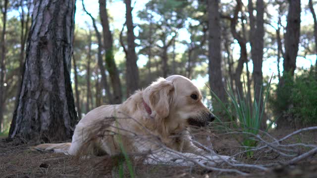 一只金毛猎犬坐在森林的草地上。视频素材