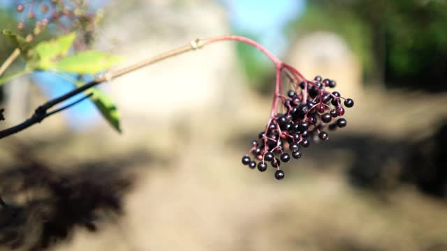 接骨木果实在枝上视频素材