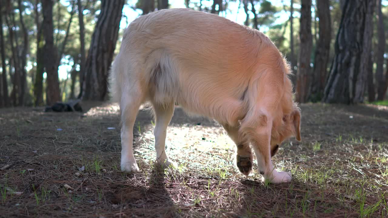 金毛寻回犬在森林里散步。视频素材