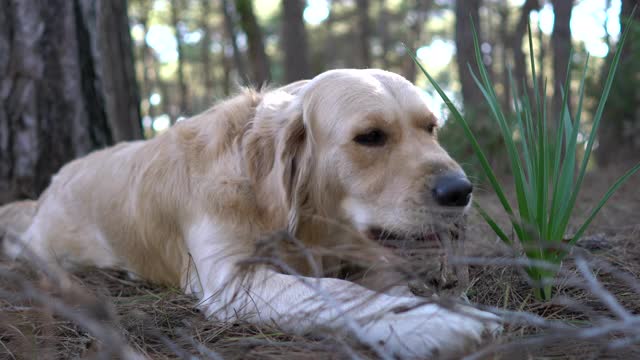 一只金毛猎犬坐在森林的草地上。视频素材