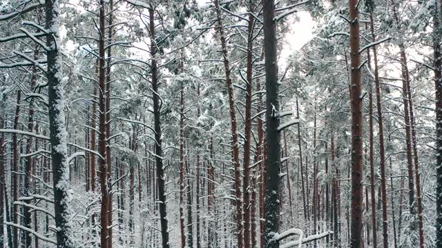 冬天的景观与大雪在松林和阳光视频素材