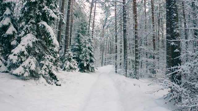 在严寒的白天，多莉拍摄了树林间被雪覆盖的道路。视频素材