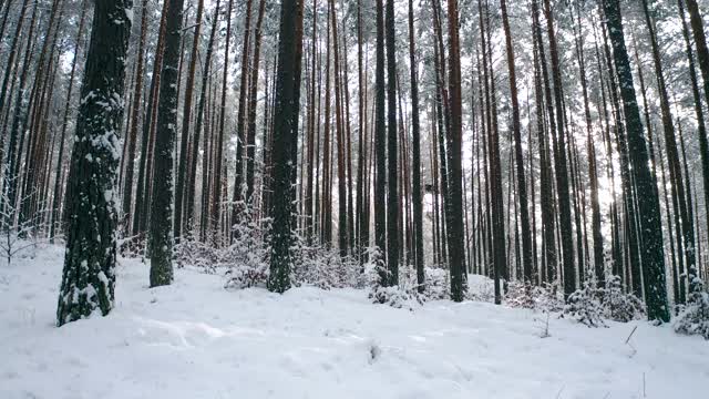 冬天的景观与大雪在松林和阳光视频素材