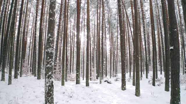 冬天的景观与大雪在松林和阳光视频素材