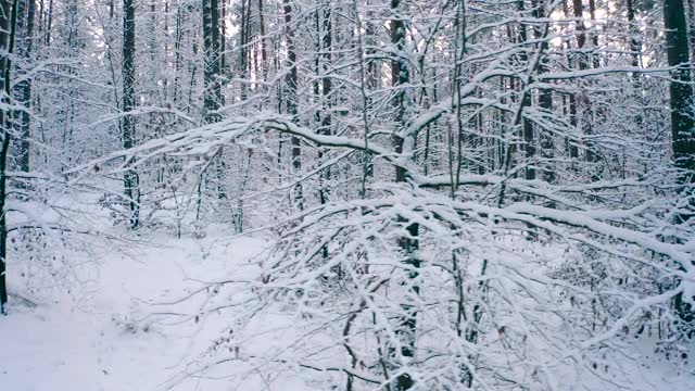 冬天的景观与大雪在松林和阳光视频素材