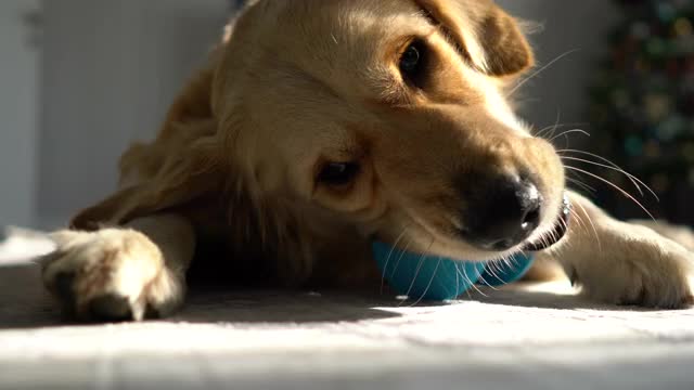 无聊的金毛猎犬在客厅玩她的玩具。视频素材