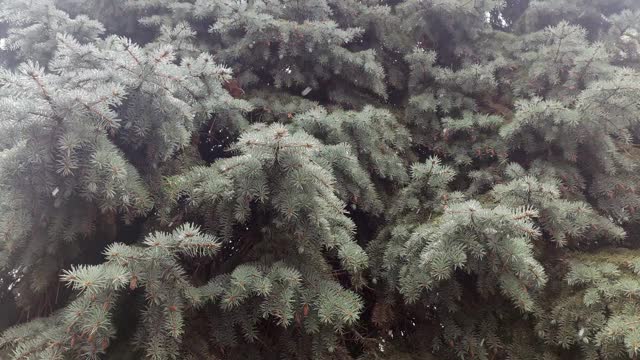 雪花慢慢地落在松树上，蓝色的冷杉特写视频素材