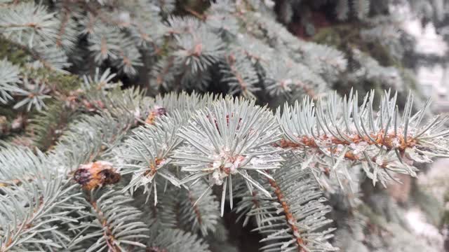 雪花慢慢地落在松树上，蓝色的冷杉特写视频素材