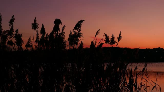 乡村景色中植被的剪影视频素材