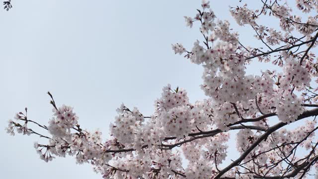 樱花落视频素材