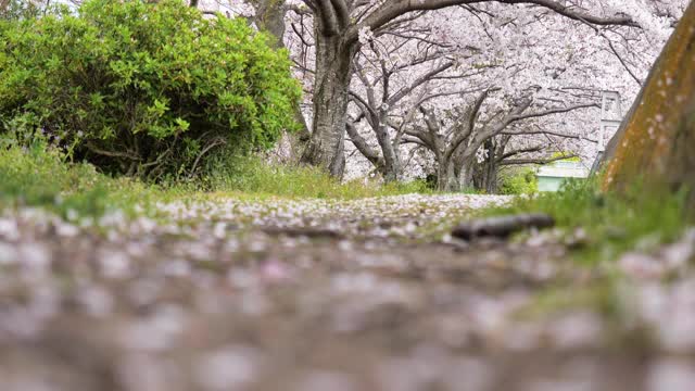 樱花落视频素材